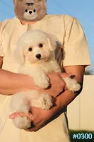 AKC Snowball, a male Bichon Frise for sale in Kissimmee, FL – 10 of 10