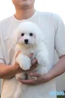 AKC Snowball, a male Bichon Frise for sale in Kissimmee, FL – 1 of 10