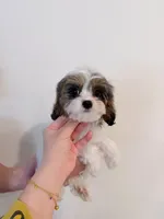 Koko, a male Cavapoo for sale in Saint Cloud, FL – Photo 6 of 7