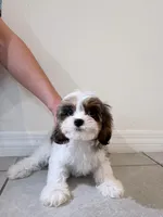 Koko, a male Cavapoo for sale in Saint Cloud, FL – Photo 2 of 7