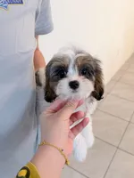 Koko, a male Cavapoo for sale in Saint Cloud, FL – Photo 3 of 7