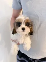 Koko, a male Cavapoo for sale in Saint Cloud, FL – Photo 7 of 7