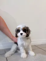 Koko, a male Cavapoo for sale in Saint Cloud, FL – Photo 5 of 7