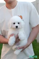 AKC snowflake , a male Bichon Frise for sale in Kissimmee, FL – 5 of 10