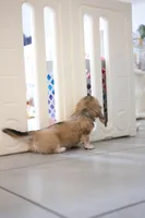 AKC Leo, a male Miniature Dachshund for sale in Kissimmee, FL – 5 of 8