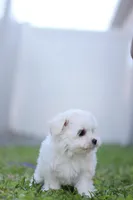 AKC Molly, a female Maltese for sale in Saint Cloud, FL – Photo 6 of 7