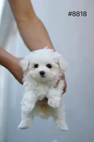 AKC Molly, a female Maltese for sale in Saint Cloud, FL – Photo 7 of 7