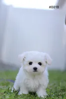 AKC Molly, a female Maltese for sale in Saint Cloud, FL – Photo 5 of 7