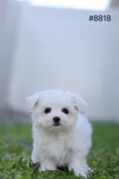 AKC Molly, a female Maltese for sale in Saint Cloud, FL – Photo 4 of 7