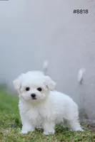 AKC Molly, a female Maltese for sale in Saint Cloud, FL – Photo 2 of 7