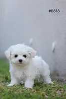 AKC Molly, a female Maltese for sale in Saint Cloud, FL – Photo 3 of 7