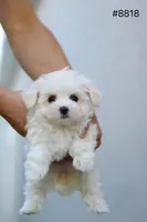 AKC Molly, a female Maltese for sale in Saint Cloud, FL – Photo 1 of 7