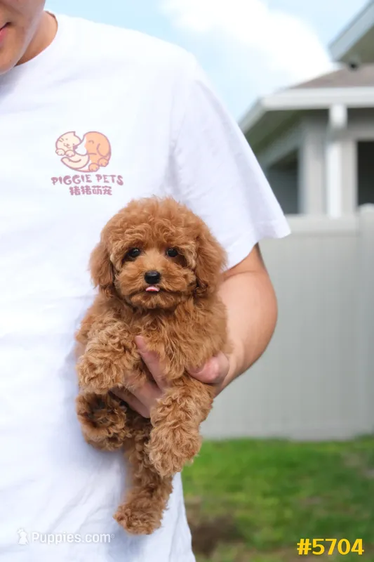 Lucy  – Poodle - Toy  puppy for sale in Kissimmee, FL