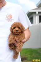 Lucy , a female Poodle - Toy  for sale in Kissimmee, FL – 1 of 9