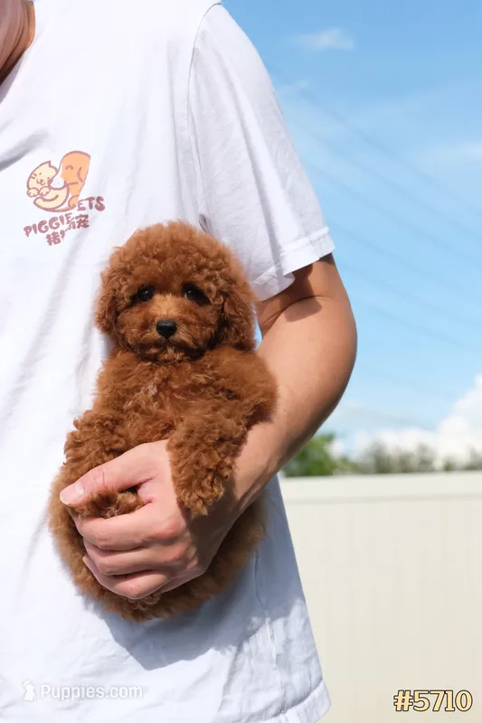 Lily  – Poodle - Toy  puppy for sale in Kissimmee, FL
