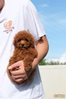 Lily , a female Poodle - Toy  for sale in Kissimmee, FL – 1 of 10