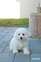 AKC Snowball, a male Bichon Frise for sale in Kissimmee, FL – 7 of 10