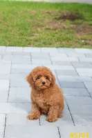 Lucy , a female Poodle - Toy  for sale in Kissimmee, FL – 2 of 9