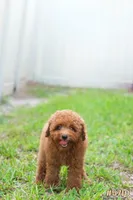 Lily , a female Poodle - Toy  for sale in Kissimmee, FL – 5 of 10