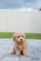 Miko, a male Maltipoo for sale in Kissimmee, FL – 7 of 10