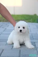 AKC snowflake , a male Bichon Frise for sale in Kissimmee, FL – 10 of 10