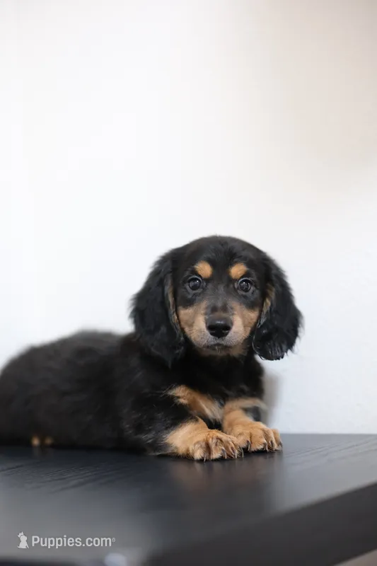 Black princess  – Miniature Dachshund puppy for sale in Kissimmee, FL