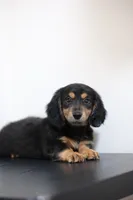 Black princess , a female Miniature Dachshund for sale in Kissimmee, FL – 1 of 10