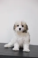 Rita , a female Coton de Tulear for sale in Kissimmee, FL – 6 of 7