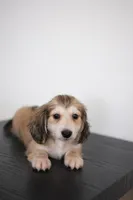 AKC Leo, a male Miniature Dachshund for sale in Kissimmee, FL – 8 of 8