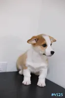 Mochi , a male Pembroke Welsh Corgi for sale in Kissimmee, FL – 5 of 7