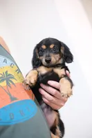 Black princess , a female Miniature Dachshund for sale in Kissimmee, FL – 10 of 10
