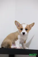 Mikey, a male Pembroke Welsh Corgi for sale in Kissimmee, FL – 8 of 8