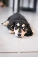 AKC Lina , a female Miniature Dachshund for sale in Kissimmee, FL – 8 of 9