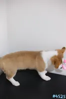 Mochi , a male Pembroke Welsh Corgi for sale in Kissimmee, FL – 6 of 7