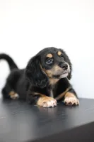 White toe girl , a female Miniature Dachshund for sale in Kissimmee, FL – 4 of 10