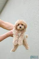 Milo, a male Maltipoo for sale in Kissimmee, FL – 6 of 9