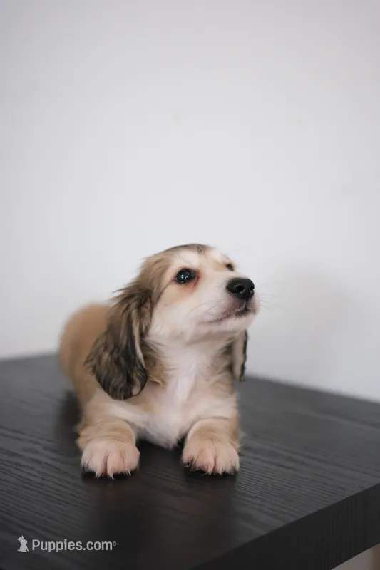 AKC Leo – Miniature Dachshund puppy for sale in Kissimmee, FL