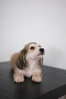 AKC Leo, a male Miniature Dachshund for sale in Kissimmee, FL – 1 of 8
