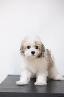 Rita , a female Coton de Tulear for sale in Kissimmee, FL – 2 of 7
