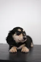 AKC Lina , a female Miniature Dachshund for sale in Kissimmee, FL – 5 of 9