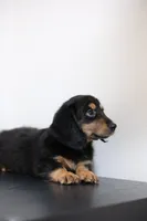 Black princess , a female Miniature Dachshund for sale in Kissimmee, FL – 6 of 10