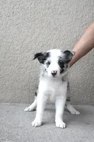Milo , a male Border Collie for sale in Kissimmee, FL – 5 of 6