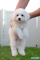 AKC Snowball, a male Bichon Frise for sale in Kissimmee, FL – 4 of 10