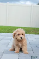 Miko, a male Maltipoo for sale in Kissimmee, FL – 4 of 10