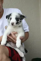 Milo , a male Border Collie for sale in Kissimmee, FL – 2 of 6