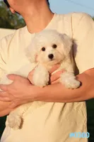 AKC Snowball, a male Bichon Frise for sale in Kissimmee, FL – 6 of 10