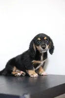 White toe girl , a female Miniature Dachshund for sale in Kissimmee, FL – 8 of 10