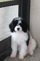 Rehome puppy , a male Cockapoo for sale in Kissimmee, FL – 7 of 7