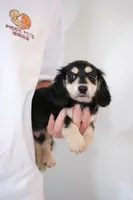 AKC Lina , a female Miniature Dachshund for sale in Kissimmee, FL – 7 of 9
