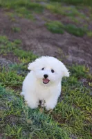 Snowball , a male Havanese for sale in Saint Cloud, FL – Photo 5 of 7